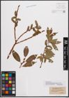 Foto von Salix daphnoides Vill.